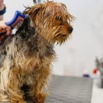 מה כולל טיפוח כלבים?