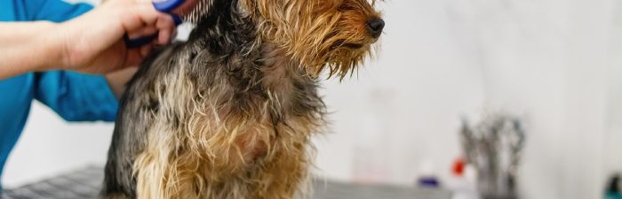 מה כולל טיפוח כלבים?