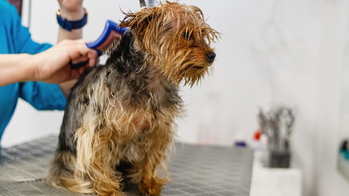 מה כולל טיפוח כלבים?